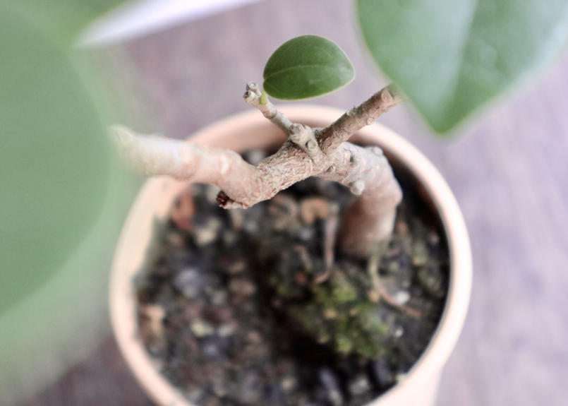 ガジュマル パンダ Mana S Green 塊根植物販売 マナズグリーン ガジュマル パンダ Mana S Green 塊根植物販売 マナズグリーン