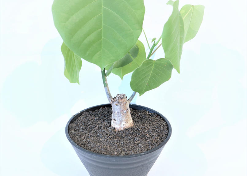 ボンバックス 国内実生苗 ２ Mana S Green 塊根植物販売 マナズグリーン