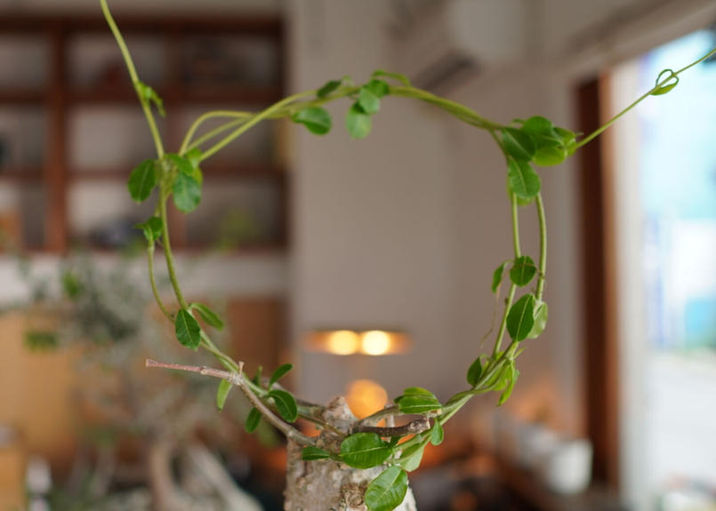 火星人 Fockea Edulis Mana S Green 塊根植物販売 マナズグリーン