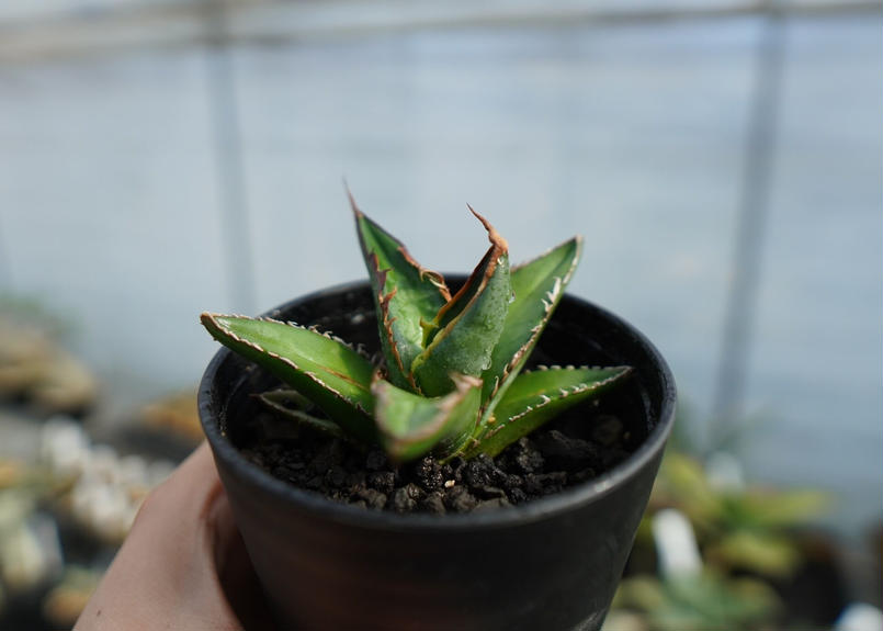 アガベ オテロイ agave oteroi No.1 | mana's green:塊根植物販...