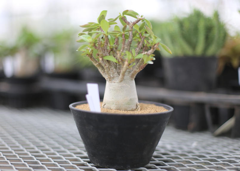 アデニウム ドワーフ モンスト Mana S Green 塊根植物販売 マナズグリーン