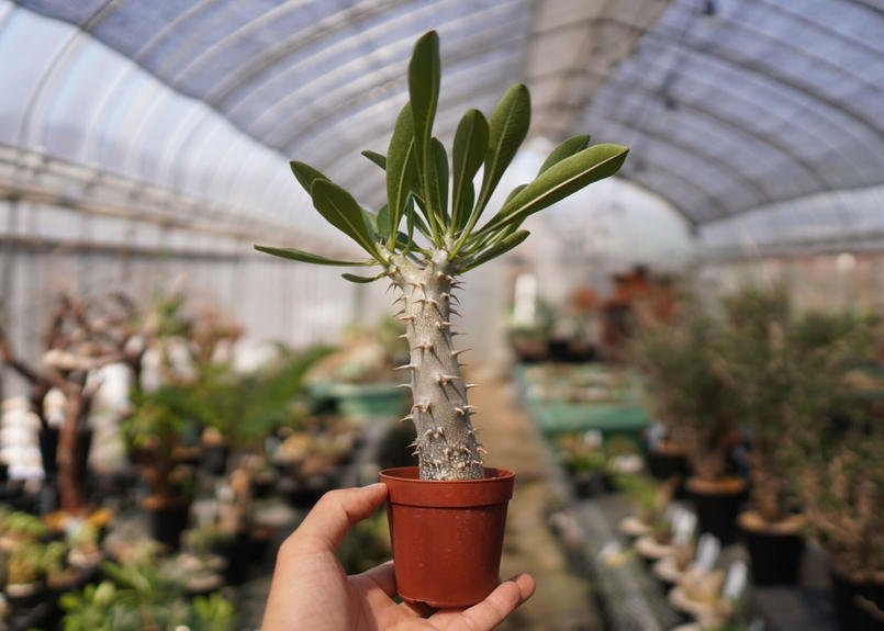 クーポン利用&送料無料 パキポディウム デンシフローラム 抜き苗 大