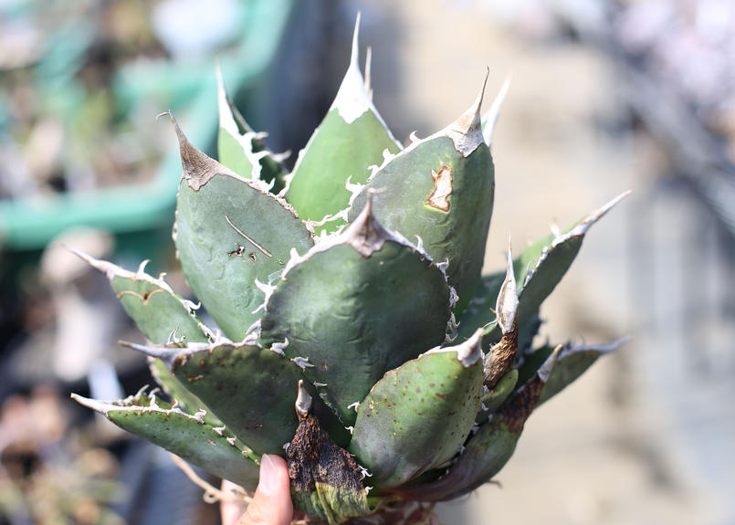 アガベ チタノタ オテロイ Mana S Green 塊根植物販売 マナズグリーン