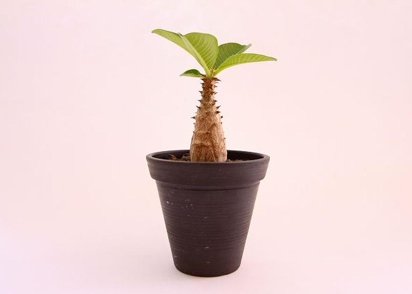 クーポン対象外 パキポディウム ウィンゾリー 国内採種 実生 植物 観葉植物 Www Vetrorossi Com