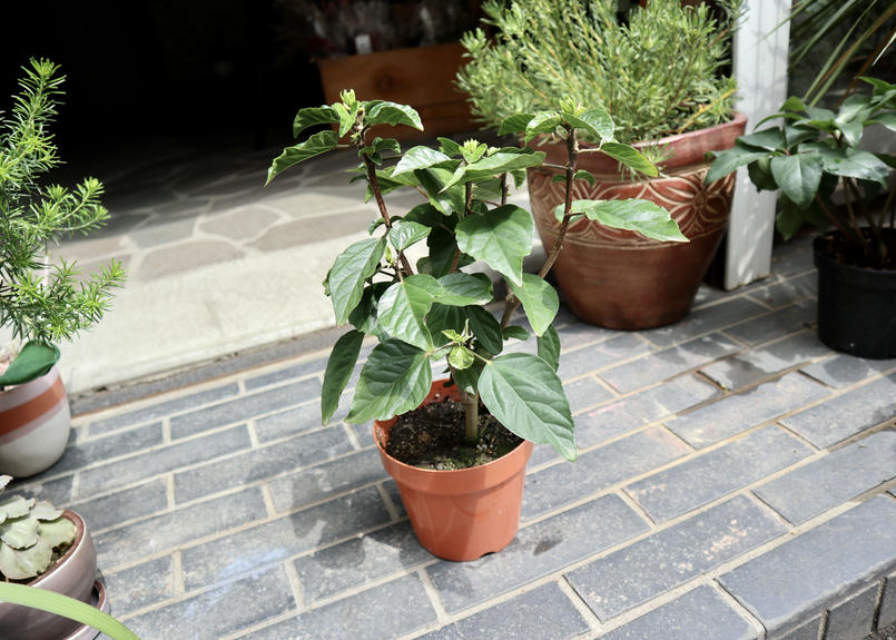 ハイビスカス サマーブリーズ Mana S Green 塊根植物販売 マナズグリーン