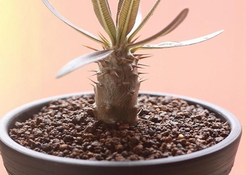 パキポディウム グラキリス 国内実生 Mana S Green 塊根植物販売 マナズグリーン