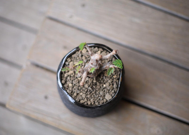 センナ メリディオナリス Senna Meridionalis Mana S Green