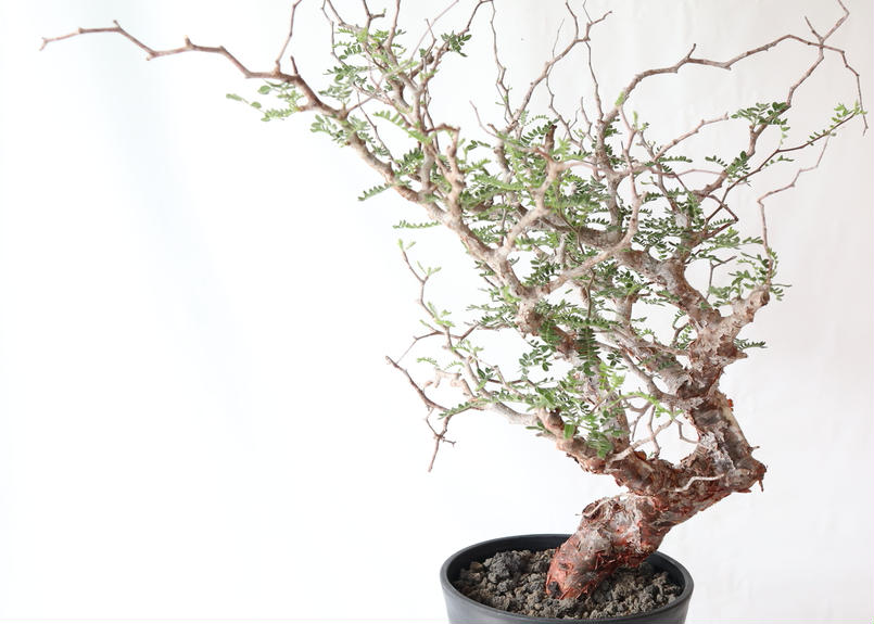 塊根植物 多肉植物】コミフォラ モンストローサ美樹形