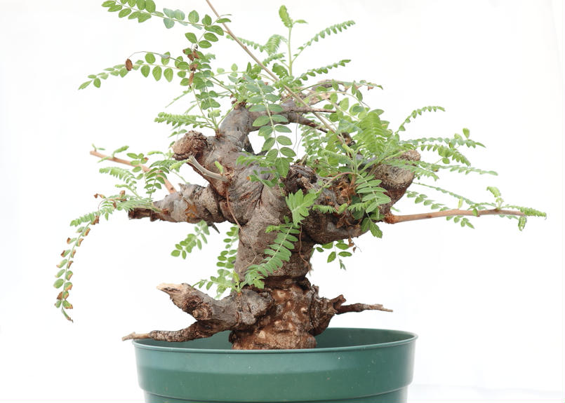 ボスウェリア ネグレクタ | mana's green:塊根植物販売|マナズグリーン