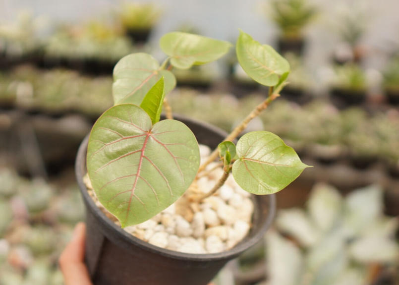 フィカス ペティオラリス Mana S Green 塊根植物販売 マナズグリーン