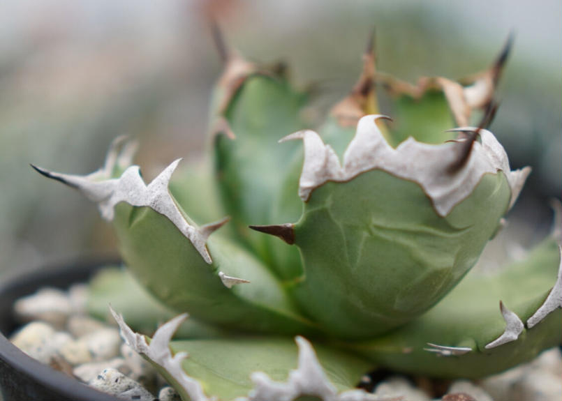 Agave titanota dwarf 姫厳龍 A NO.2 | mana's green:...