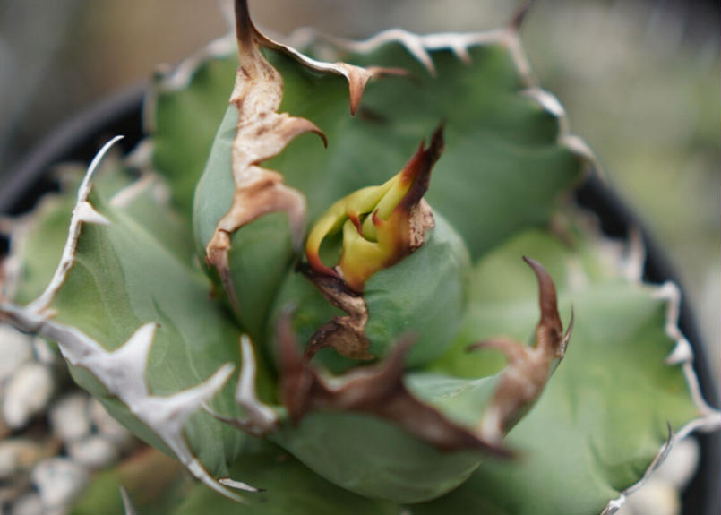 Agave titanota dwarf 姫厳龍 A NO.2 | mana's green:...