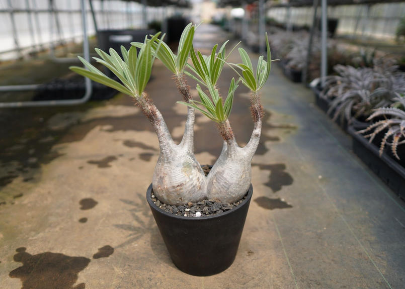 パキポディウム グラキリス ２頭 Mana S Green 塊根植物販売 マナズグリーン