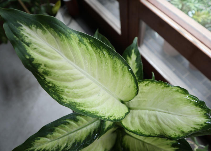 ディフェンバキア カミーラ Mana S Green 塊根植物販売 マナズグリーン