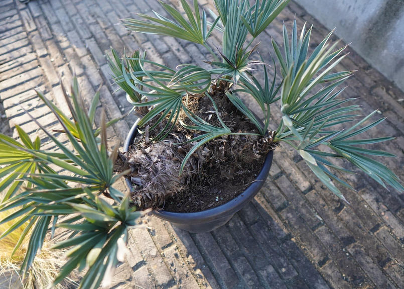 ヤシ トリスリナックスカンペストリス 大株 トリスリナックス