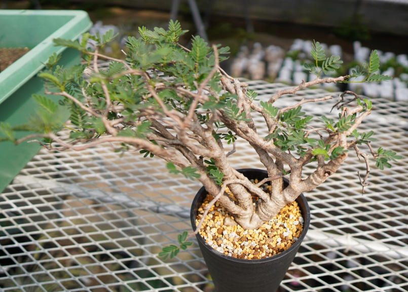 A S様専用 センナ メリディオナリス 現地株 挿し木 おまとめ 植物 観葉植物 Gruposignus Com Br