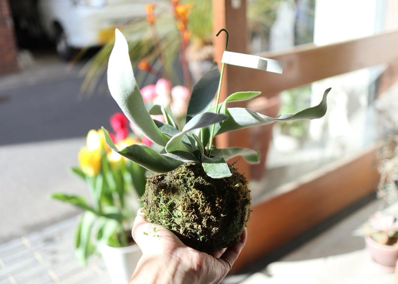 苔玉ビカクシダ ヴィーチー ネザーランド Mana S Green 塊根植物販売 マナズグリーン 苔玉ビカクシダ ヴィーチー ネザーランド Mana S Green 塊根植物販売 マナズグリーン