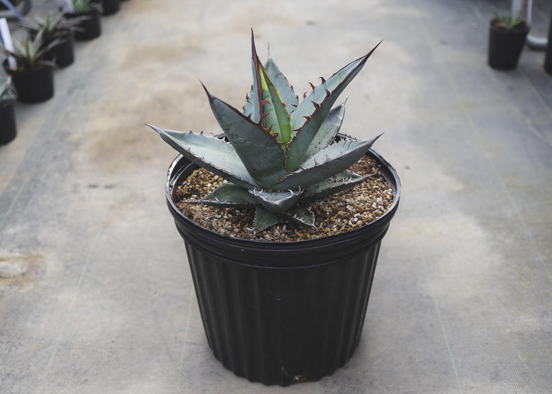 アガベ チタノタ Mana S Green 塊根植物販売 マナズグリーン