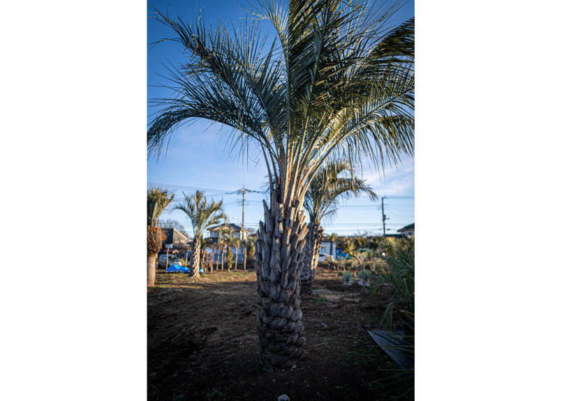 ココスヤシ Allesoverzwangerschap Nl