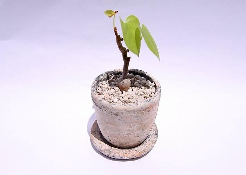 ボンバコプシス シンプリシフォリウム Mana S Green 塊根植物販売 マナズグリーン