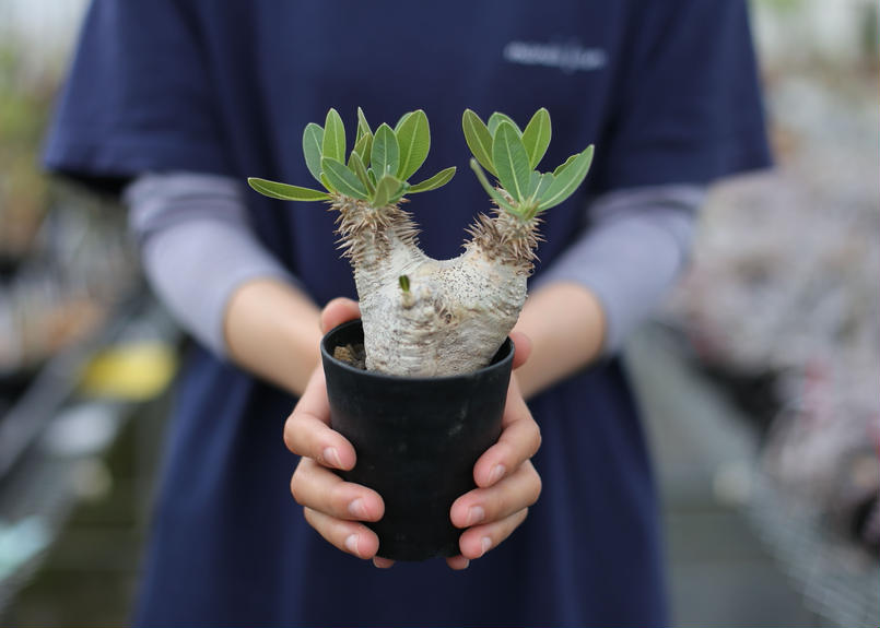 パキポディウム デンシフローラム Mana S Green 塊根植物販売 マナズグリーン パキポディウム デンシフローラム Mana S Green 塊根植物販売 マナズグリーン