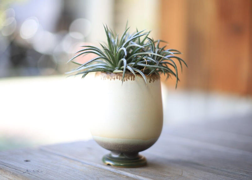 ディッキア コルスタミネア Dyckia Choristaminea Mana S Gre