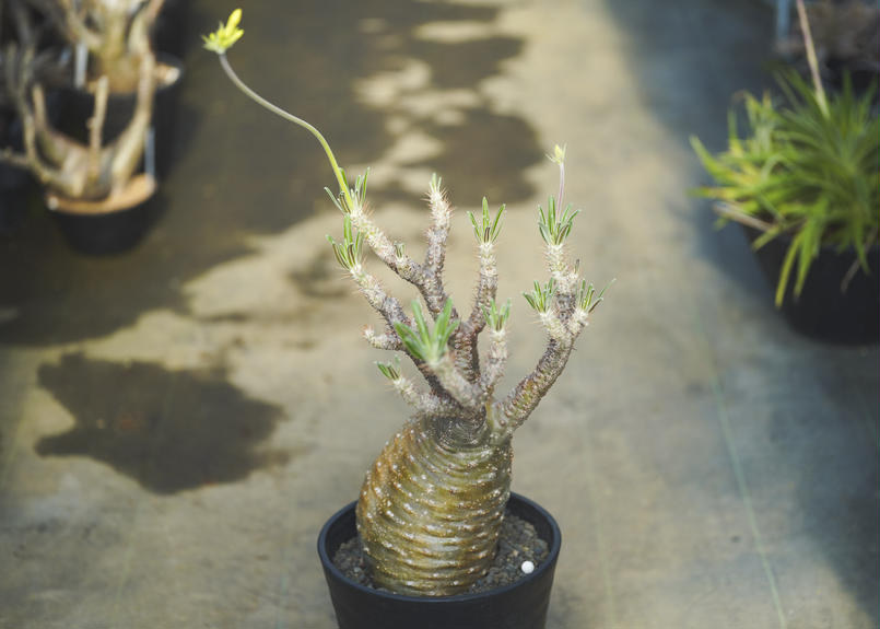 パキポディウム グラキリス Mana S Green 塊根植物販売 マナズグリーン