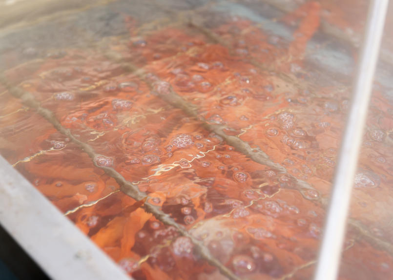 茹で紅ズワイガニ 1枚単品 追加用 着日指定不可 境港 かに専門店 マルツ オンライ