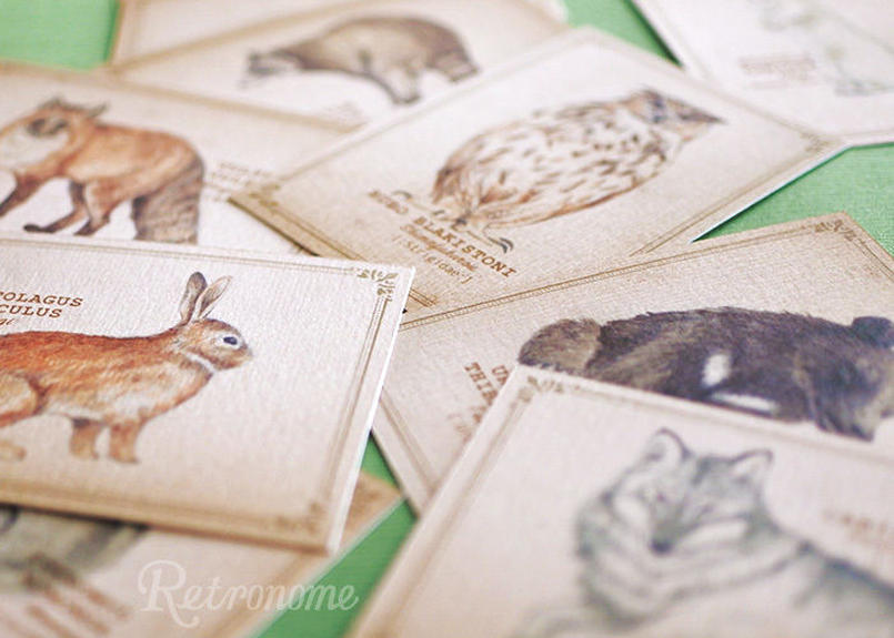 ちょっと大きめ 森の動物の図鑑風メッセージカード Mocolier オンラインショップ