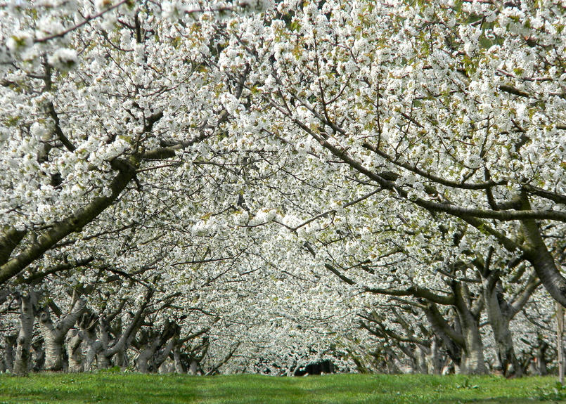 予約 青森県産 サクランボ 品種 佐藤錦 1kg Morikaju Store