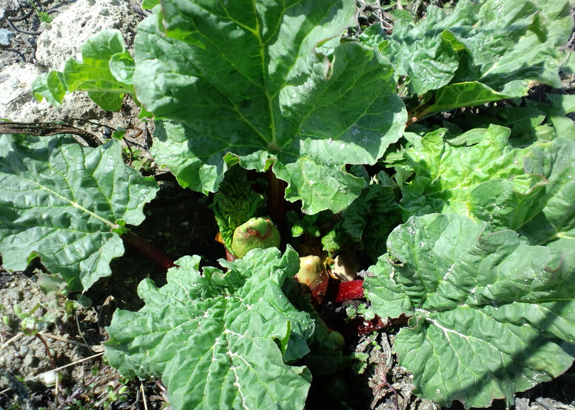 自然栽培ルバーブ２００ｇ Organic Farm なないろ工房