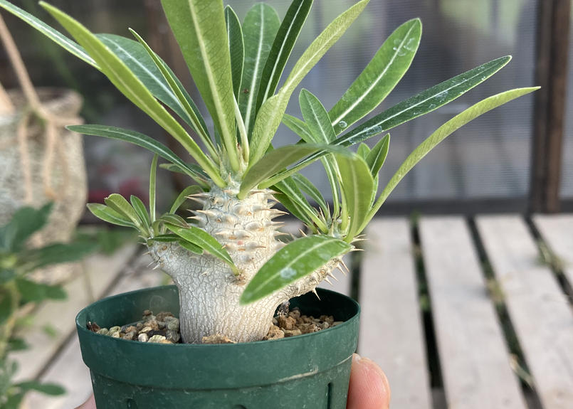 限定数のみ! 実生 パキポディウム グラキリス 多頭 - 植物/観葉植物