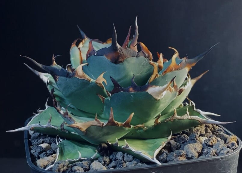 アガベ　レッドヴェノム　イラン株 アガベ チタノタ RED VENOM（レッドベノム）イラン株 hiiro