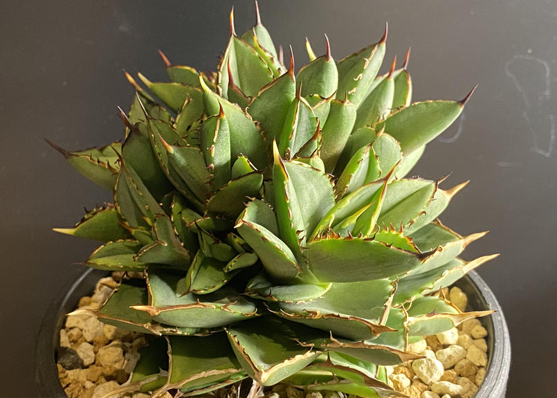 親株出品　アガベ　チタノタ　小鳥白刺 アガベ：チタノタ 小島白刺 4号鉢植え の通販 | 園芸ネット
