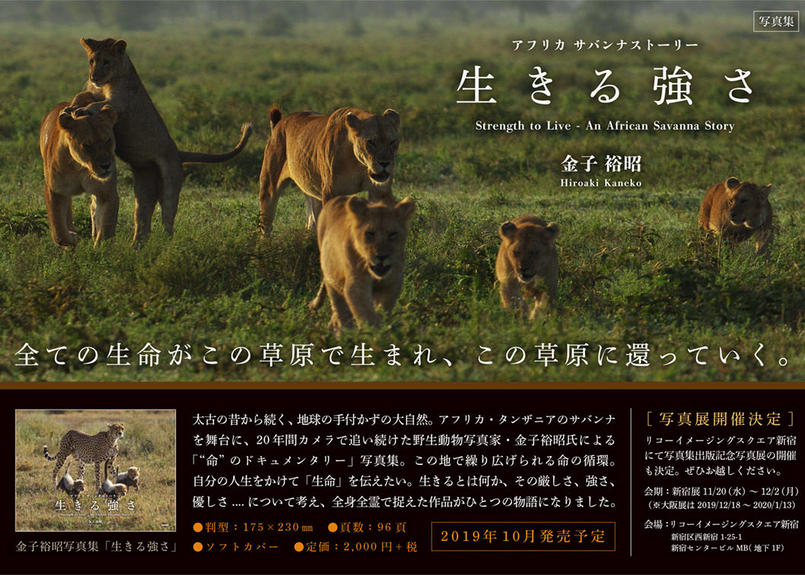金子裕昭 写真集 アフリカ サバンナ ストーリー 生きる強さ 動物親子ポストカード2枚セッ