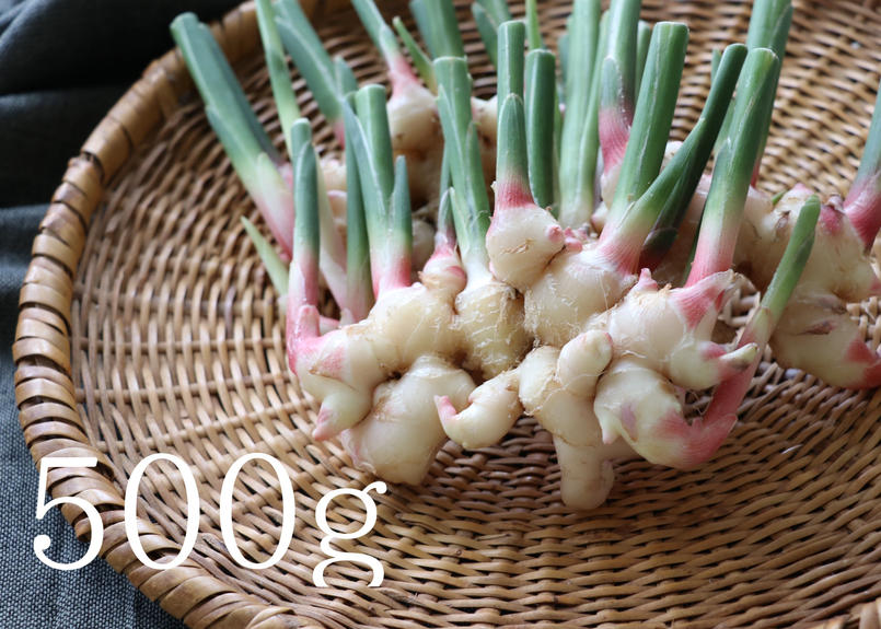 中 香り豊かな自然栽培の三州生姜 かしづく