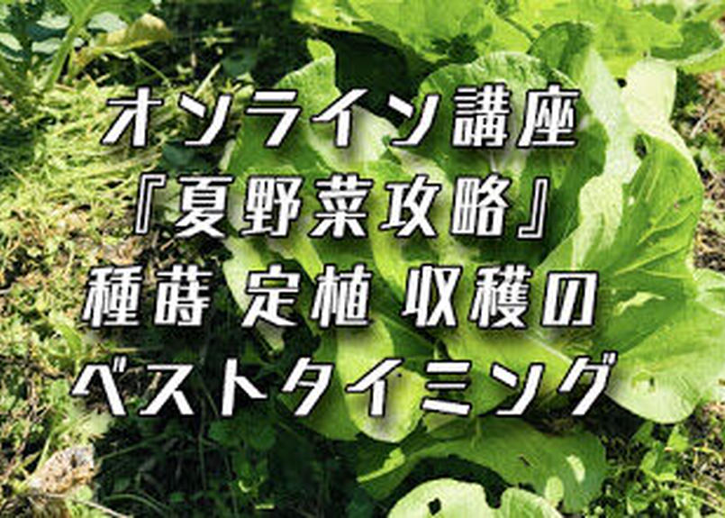 ビデオ オンライン自然農講座 夏野菜攻略 種まき 定植 収穫のベストタイミング 瀬戸内