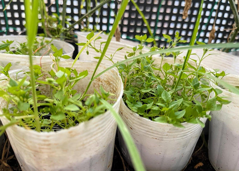 ハコベの苗 秋苗 単品 ぶんたのもぎたて生穂 オンラインショップ