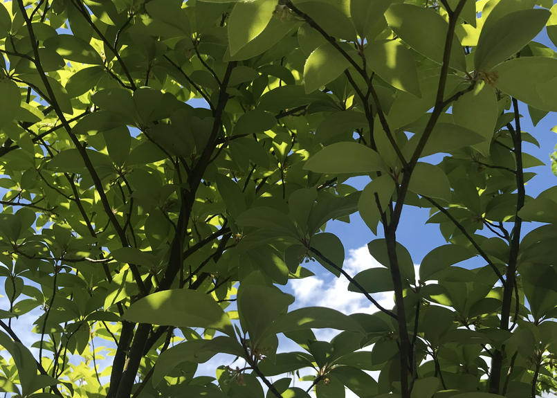 黒文字茶 Kuromoji Tea Kiguu