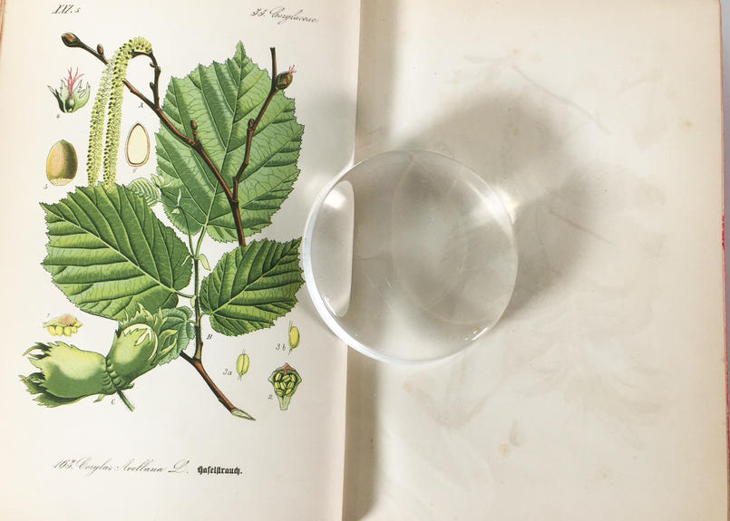 Thome ドイツ オーストリア スイス 多色石版画 植物図鑑 Vol 4 カラープレート