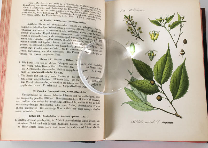 Thome ドイツ オーストリア スイス 多色石版画 植物図鑑 Vol 4 カラープレート