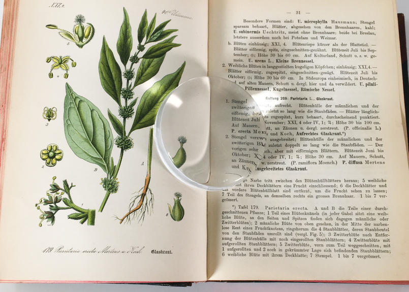 Thome ドイツ オーストリア スイス 多色石版画 植物図鑑 Vol 4 カラープレート