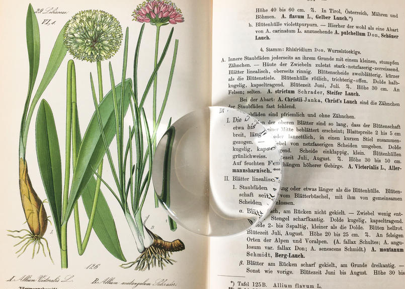 Thome ドイツ オーストリア スイス 多色石版画 植物図鑑 Vol 3 カラープレート