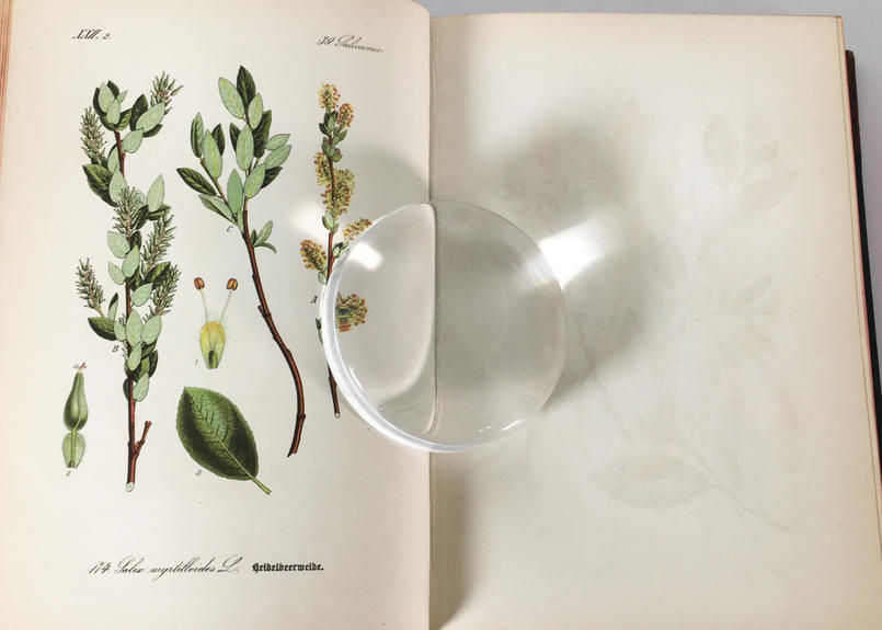 Thome ドイツ オーストリア スイス 多色石版画 植物図鑑 Vol 4 カラープレート