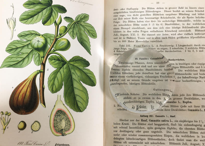 Thome ドイツ オーストリア スイス 多色石版画 植物図鑑 Vol 4 カラープレート