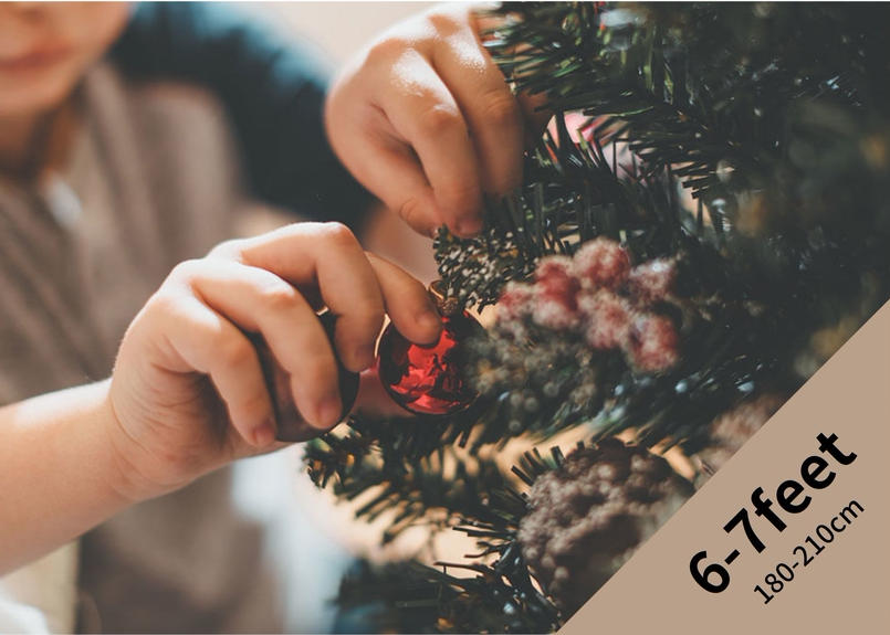 予約販売 オレゴン産モミの木oregon Abies Firma 6 7feet 180