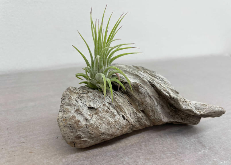 流木エアープランツ イオナンタ Glanet Collection
