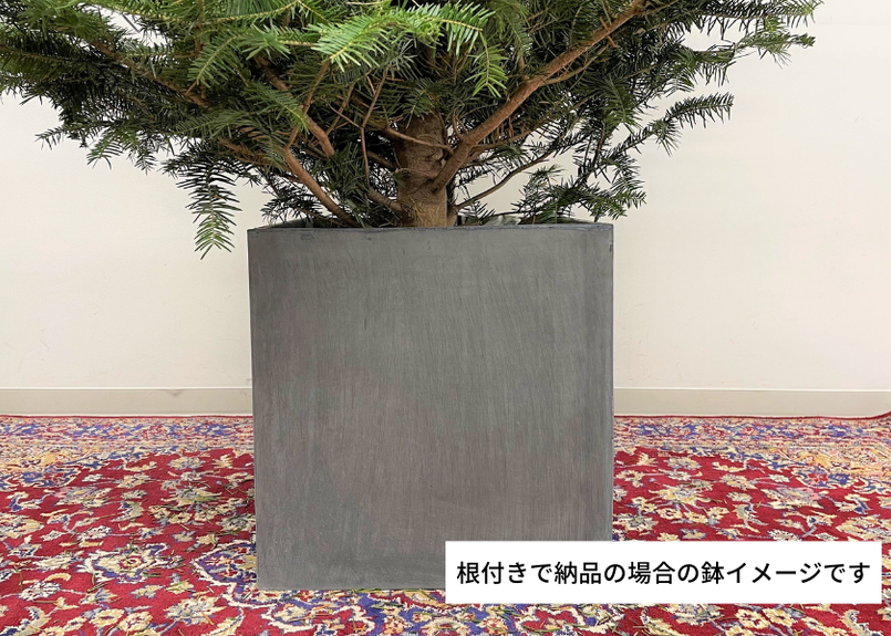 国産もみの木 根付き 180cm 予約販売商品のためキャンセル不可 Glanet 国産もみの木 根付き 180cm 予約販売商品のためキャンセル不可 Glanet