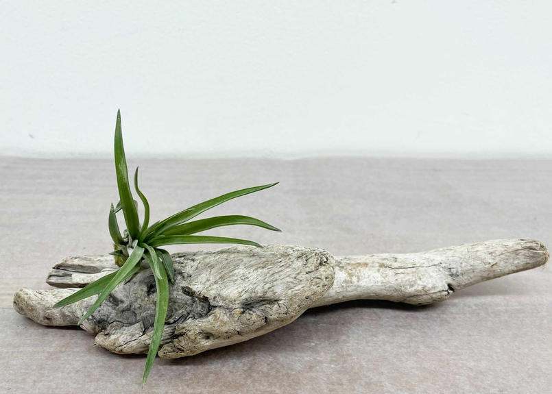 流木エアープランツ ペルティナno 2 Glanet Collection