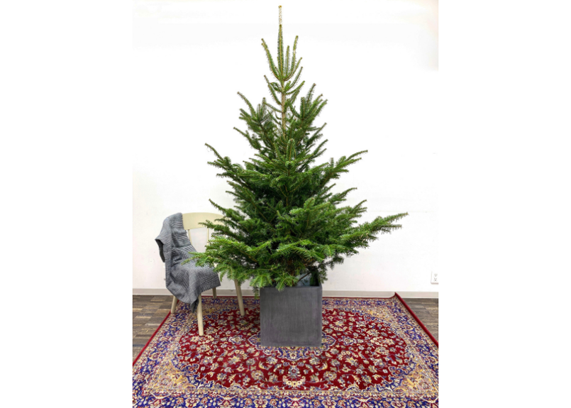 国産もみの木 根付き 180cm 予約販売商品のためキャンセル不可 Glanet 国産もみの木 根付き 180cm 予約販売商品のためキャンセル不可 Glanet